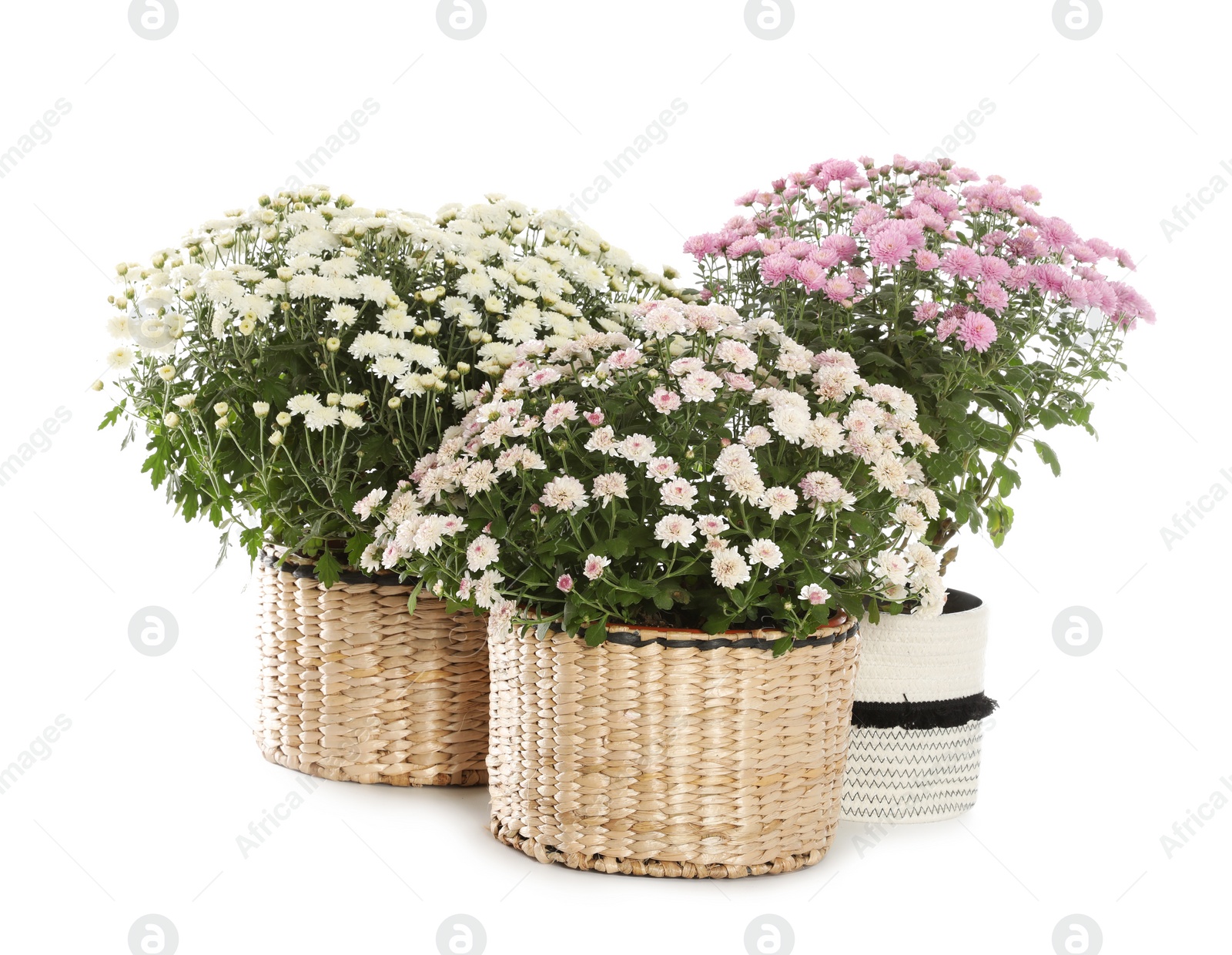 Image of Beautiful potted chrysanthemum flowers on white background