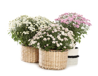 Beautiful potted chrysanthemum flowers on white background