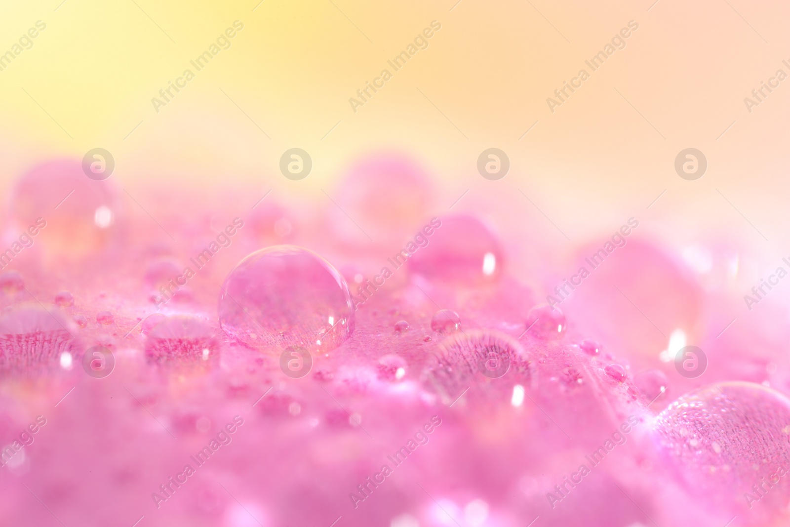Photo of Beautiful flower with water drops on blurred background, macro view