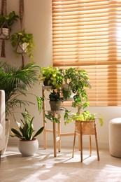 Photo of Cozy room interior with different beautiful houseplants near window