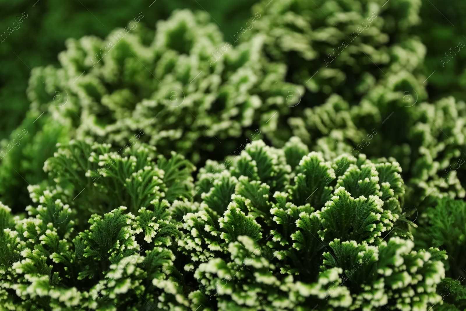 Photo of Beautiful green plant in floral shop, closeup