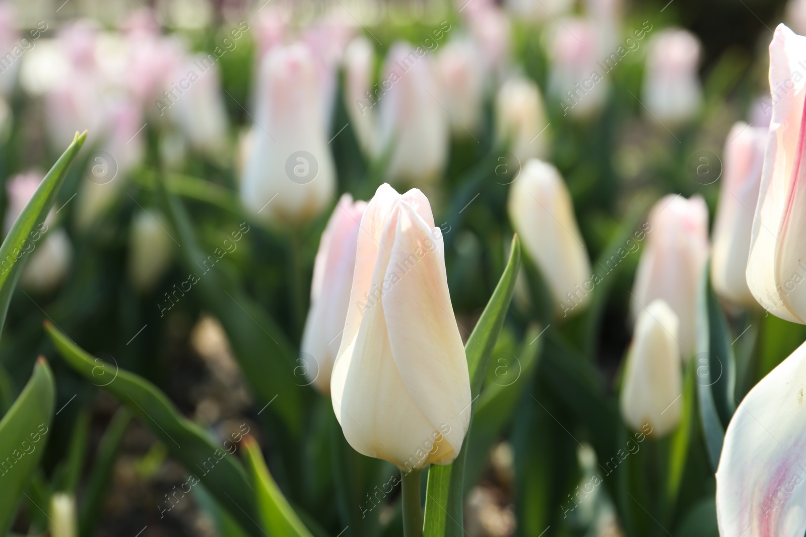 Photo of Beautiful blooming tulip outdoors on sunny day