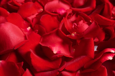 Photo of Beautiful red rose petals as background, closeup