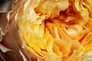 Closeup view of beautiful blooming rose as background. Floral decor