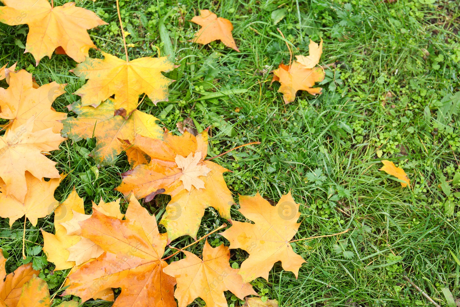 Photo of Colorful autumn leaves on green lawn in park, above view