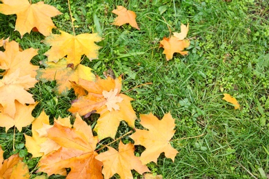 Photo of Colorful autumn leaves on green lawn in park, above view