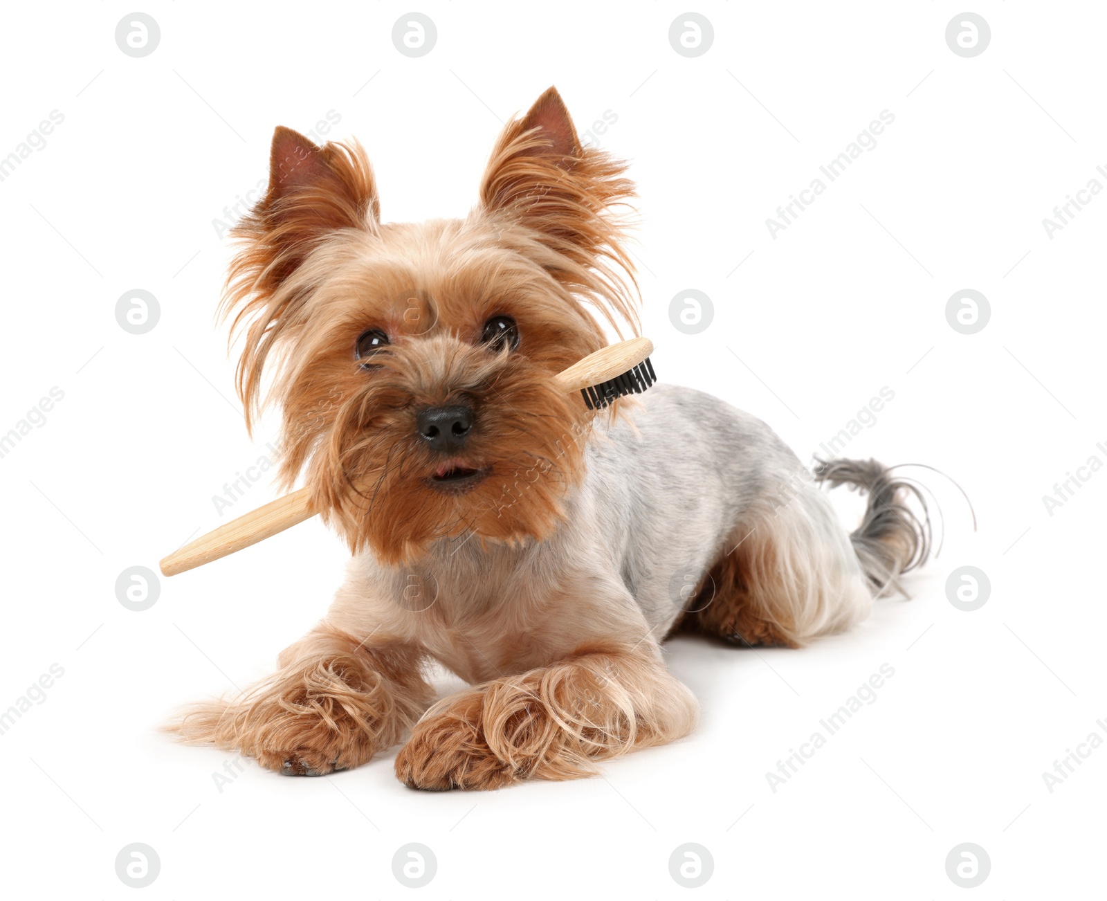 Photo of Cute Yorkshire Terrier with toothbrush on white background