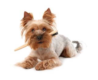 Cute Yorkshire Terrier with toothbrush on white background