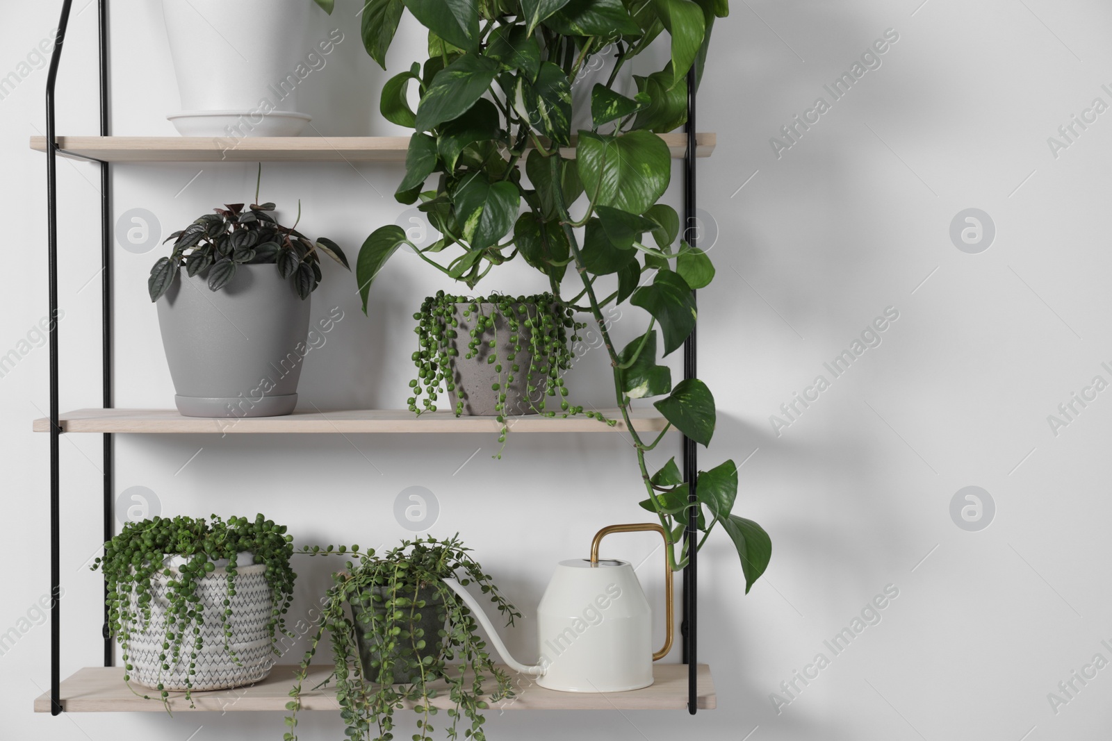 Photo of Green houseplants in pots and watering can on shelves near white wall, space for text