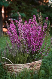 Photo of Wicker basket with blooming heather flowers on green grass in park