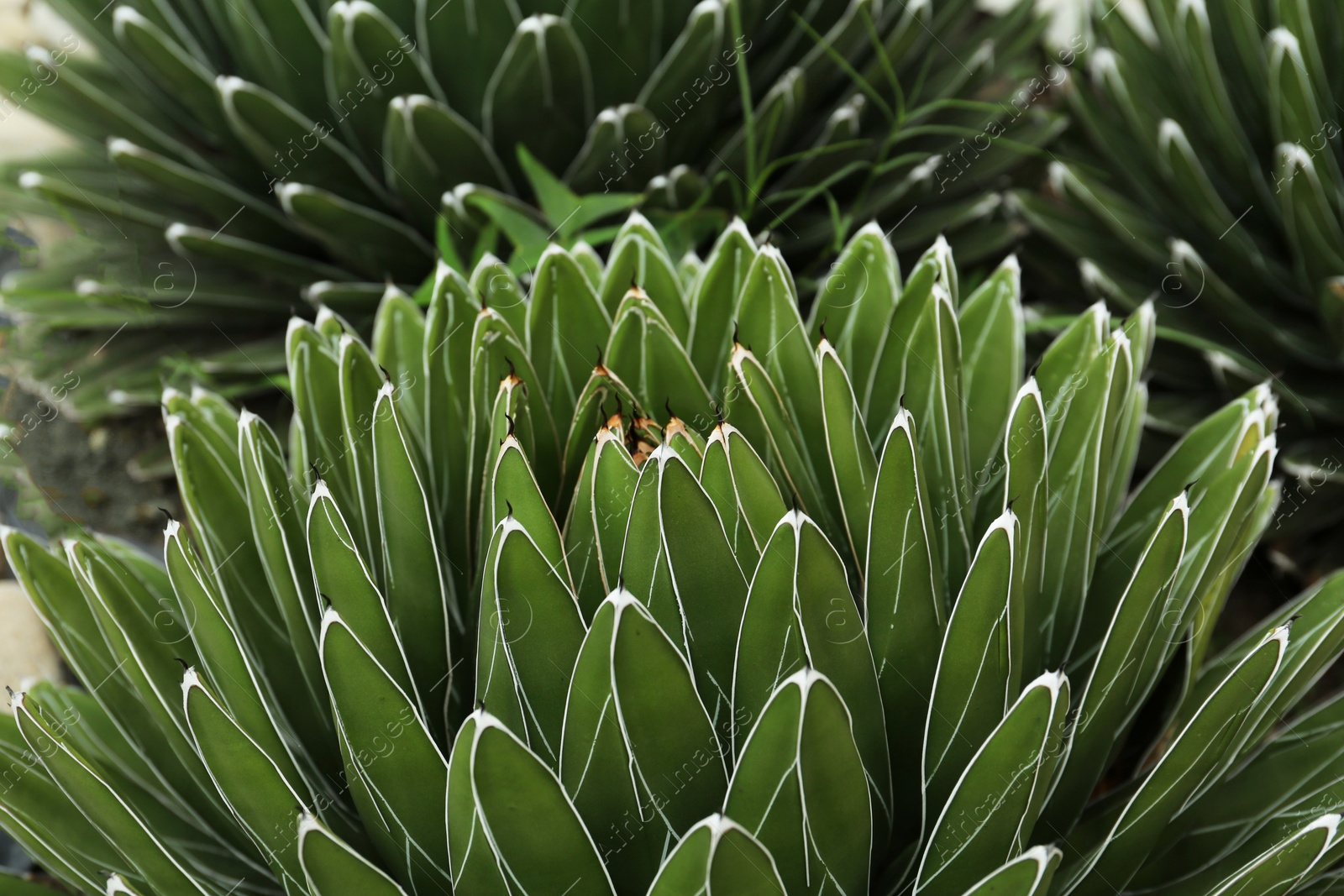 Photo of Beautiful green agave growing outdoors. Succulent plant