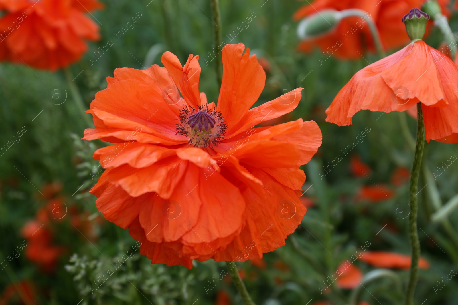 Photo of Beautiful bright red poppy flower outdoors, closeup view