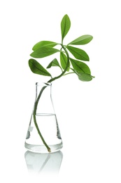 Flask with exotic plant isolated on white. Organic chemistry