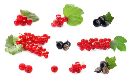 Image of Fresh red and black currants on white background, collection