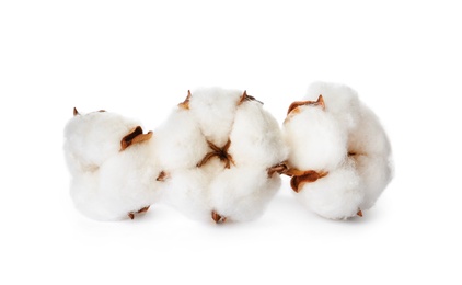 Beautiful fluffy cotton flowers on white background