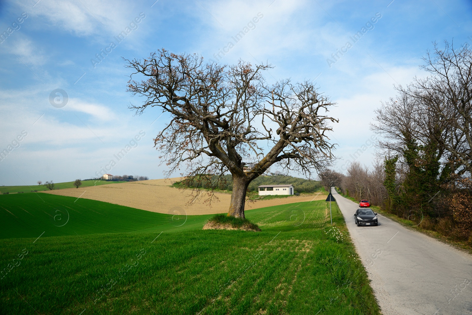 Photo of Country road with cars near beautiful green pasture