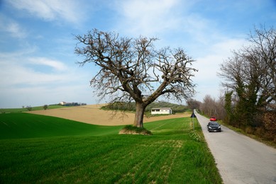 Country road with cars near beautiful green pasture