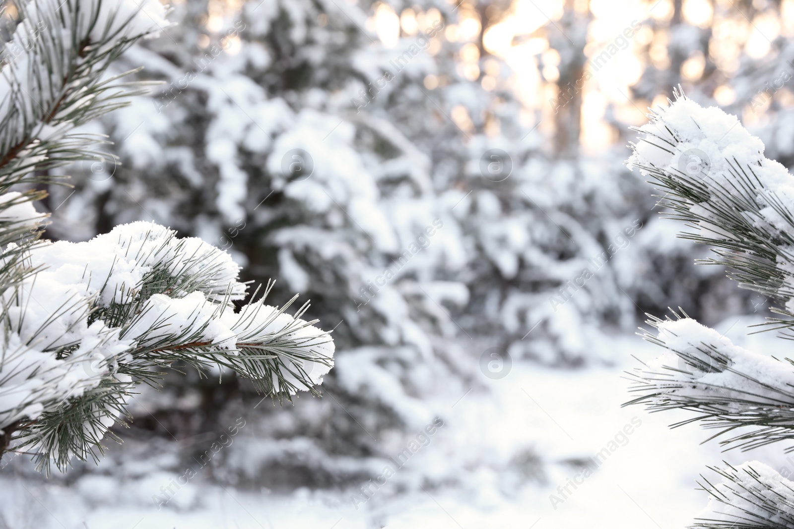 Photo of Snowy pine branches in winter forest, closeup