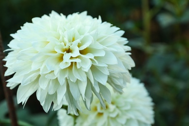 Beautiful blooming white dahlia flowers in green garden, closeup