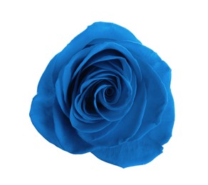 Beautiful blooming blue rose on white background