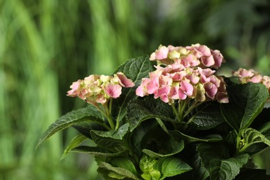 Hortensia plant with beautiful flowers outdoors, closeup