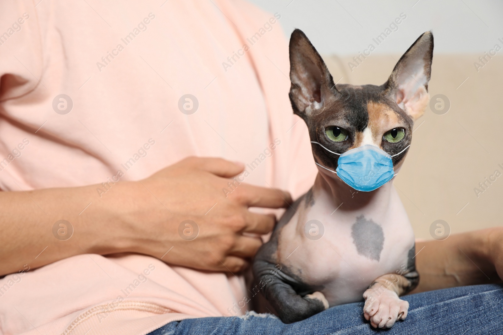 Image of Cute sphynx cat in medical mask with owner indoors, closeup, Virus protection for animal