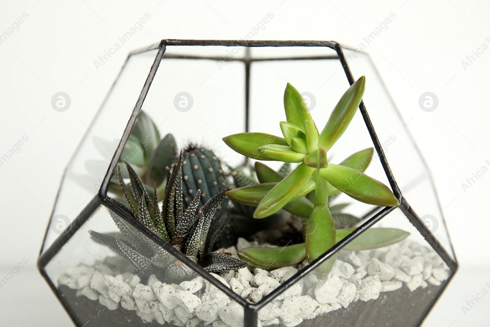 Photo of Glass florarium with different succulents on white background, closeup