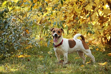 Photo of Cute Jack Russell terrier in park, space for text. Autumn walk