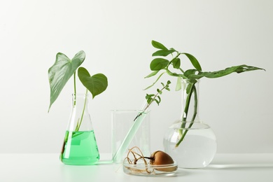 Laboratory glassware with plants on white background. Chemistry concept