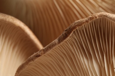 Fresh oyster mushrooms as background, macro view