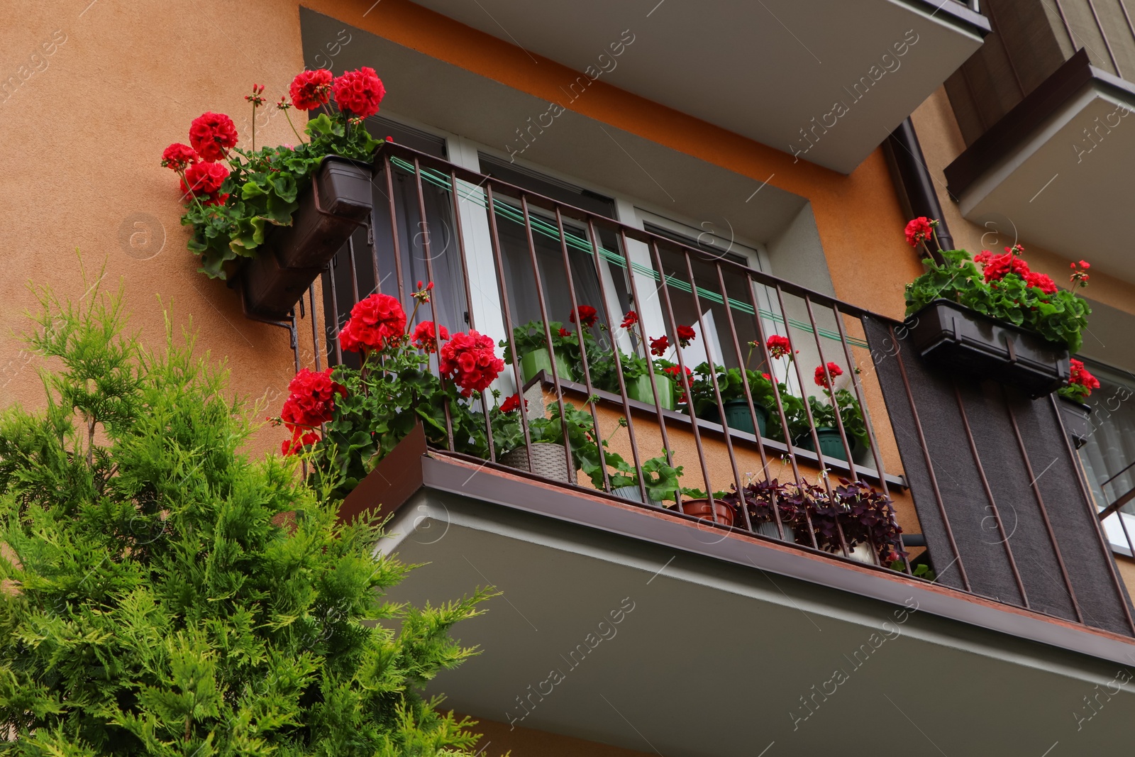 Photo of Balcony decorated with beautiful red flowers, low angle view