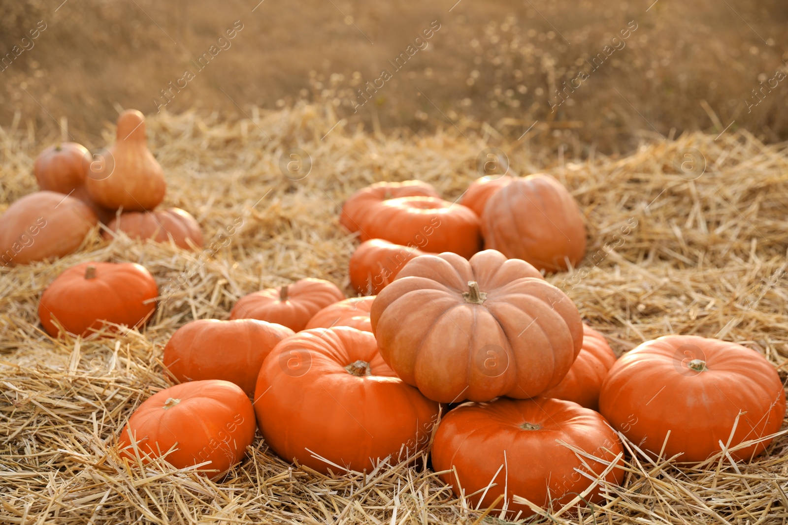 Photo of Ripe orange pumpkins among straw in field