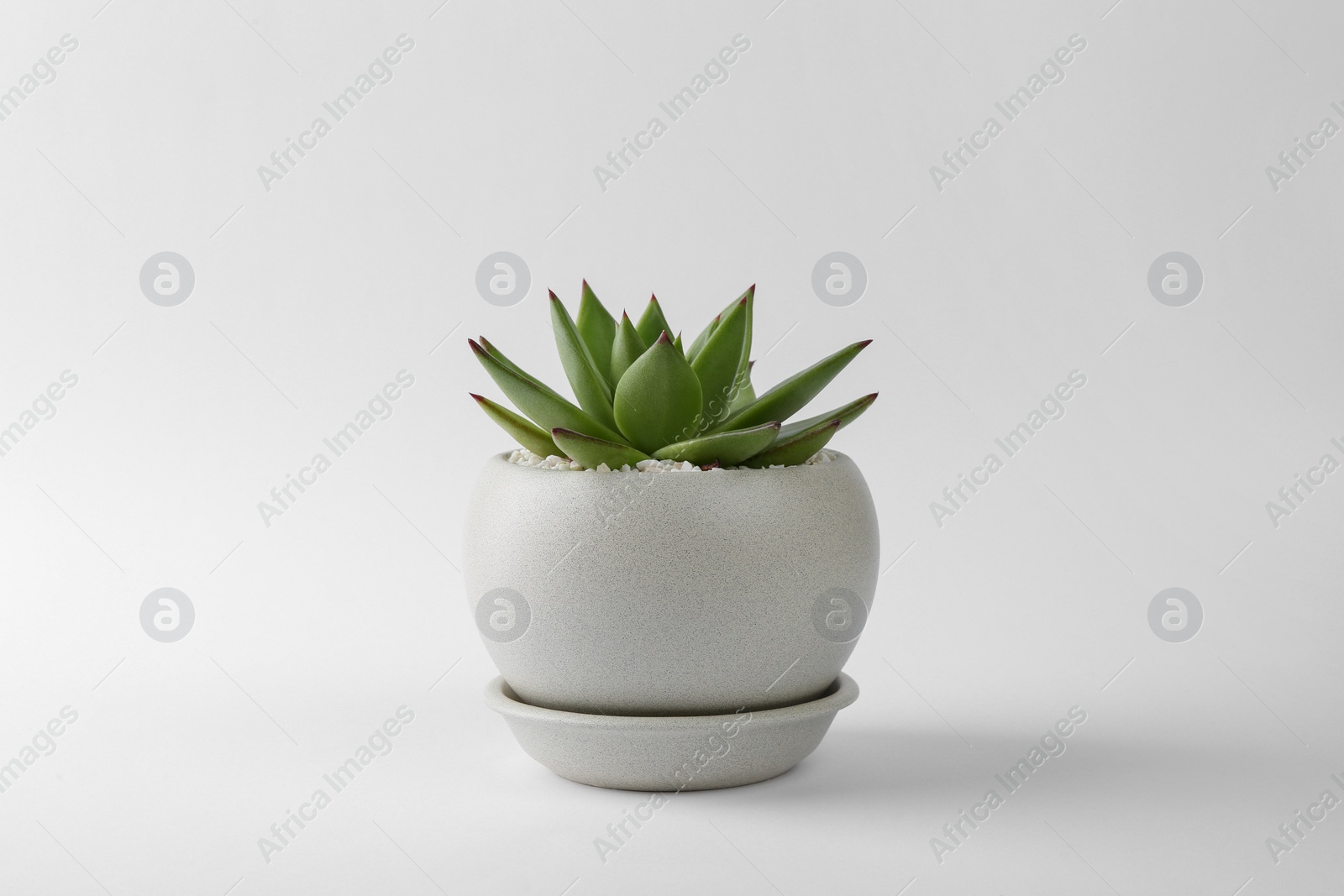 Photo of Beautiful succulent plant in pot on white background