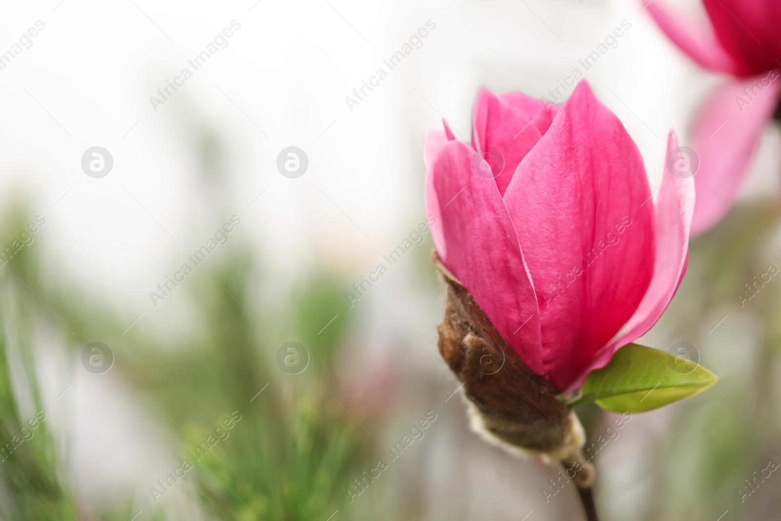 Photo of Beautiful bud of magnolia tree on blurred background. Space for text