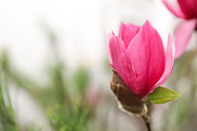 Photo of Beautiful bud of magnolia tree on blurred background. Space for text