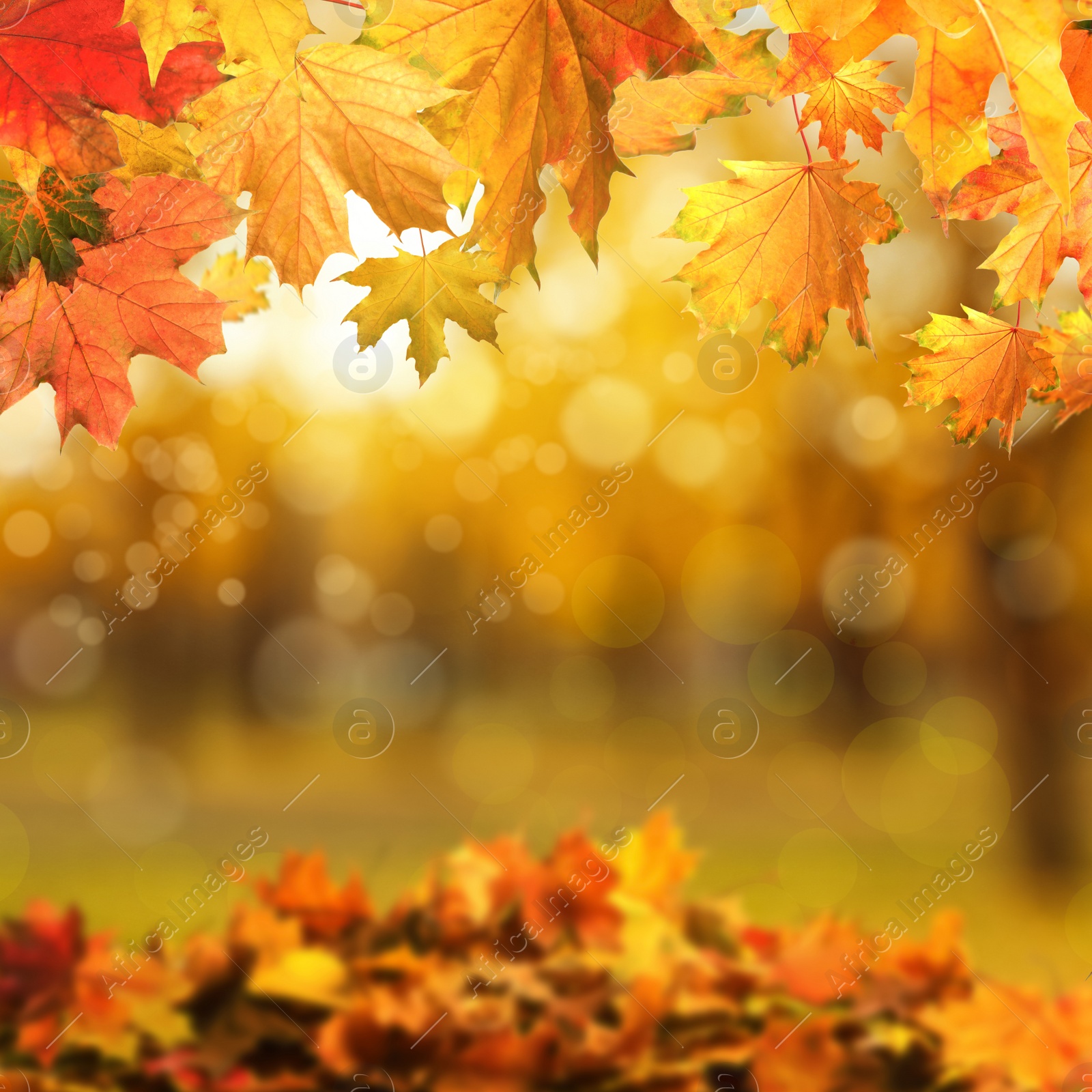 Image of Beautiful colorful autumn leaves and blurred park background