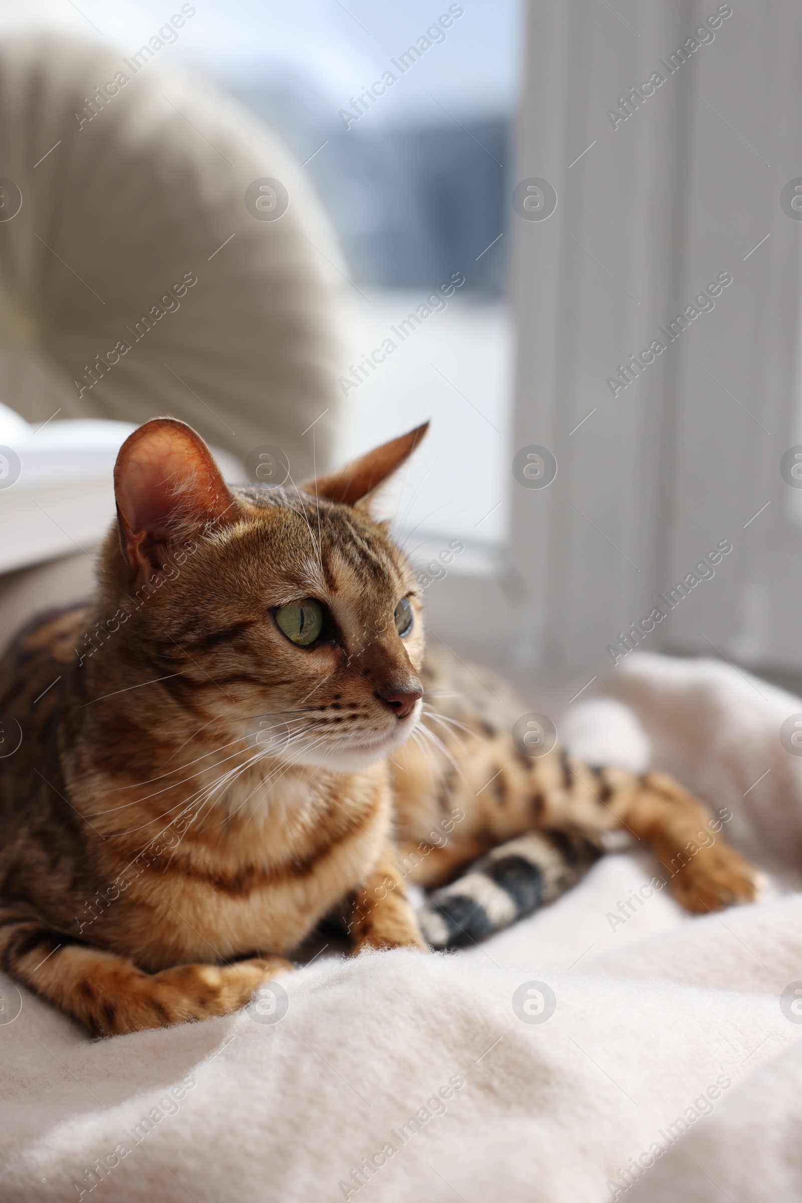 Photo of Cute Bengal cat on windowsill at home. Adorable pet