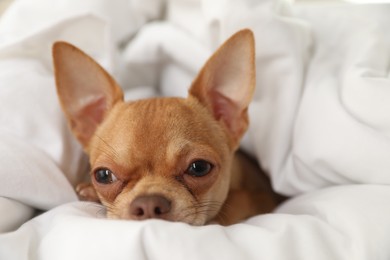 Photo of Cute Chihuahua dog under blanket at home, closeup