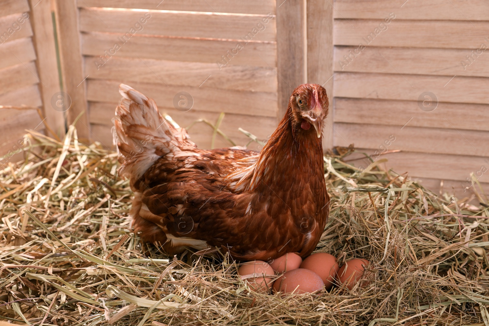 Photo of Beautiful chicken with eggs on hay in henhouse