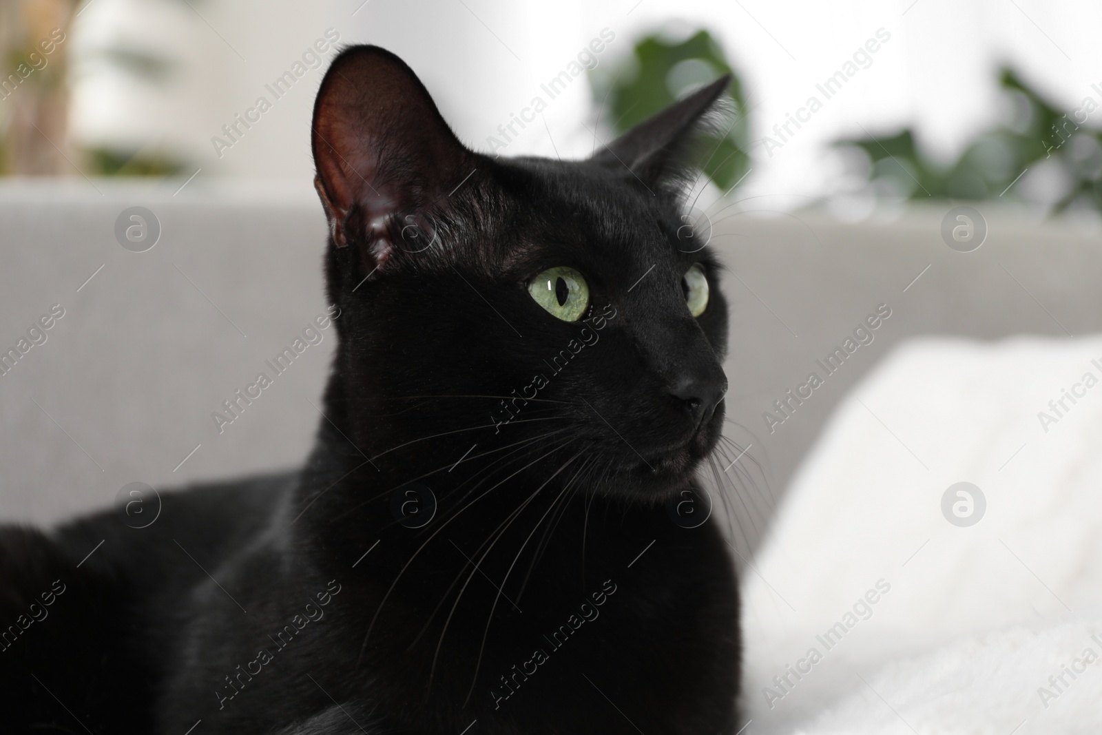 Photo of Adorable black cat with green eyes at home. Lovely pet