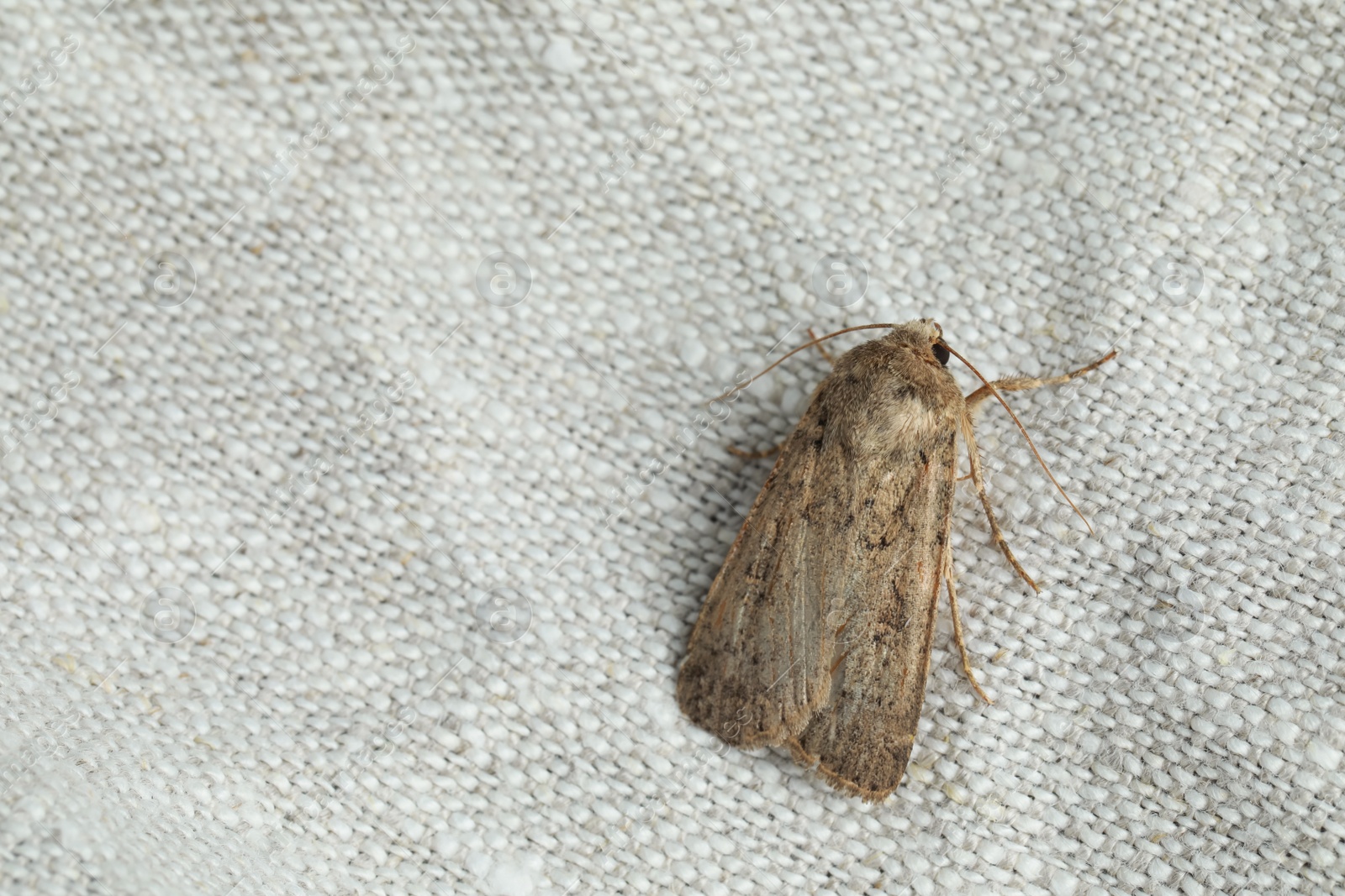 Photo of Single Paradrina clavipalpis moth on white cloth