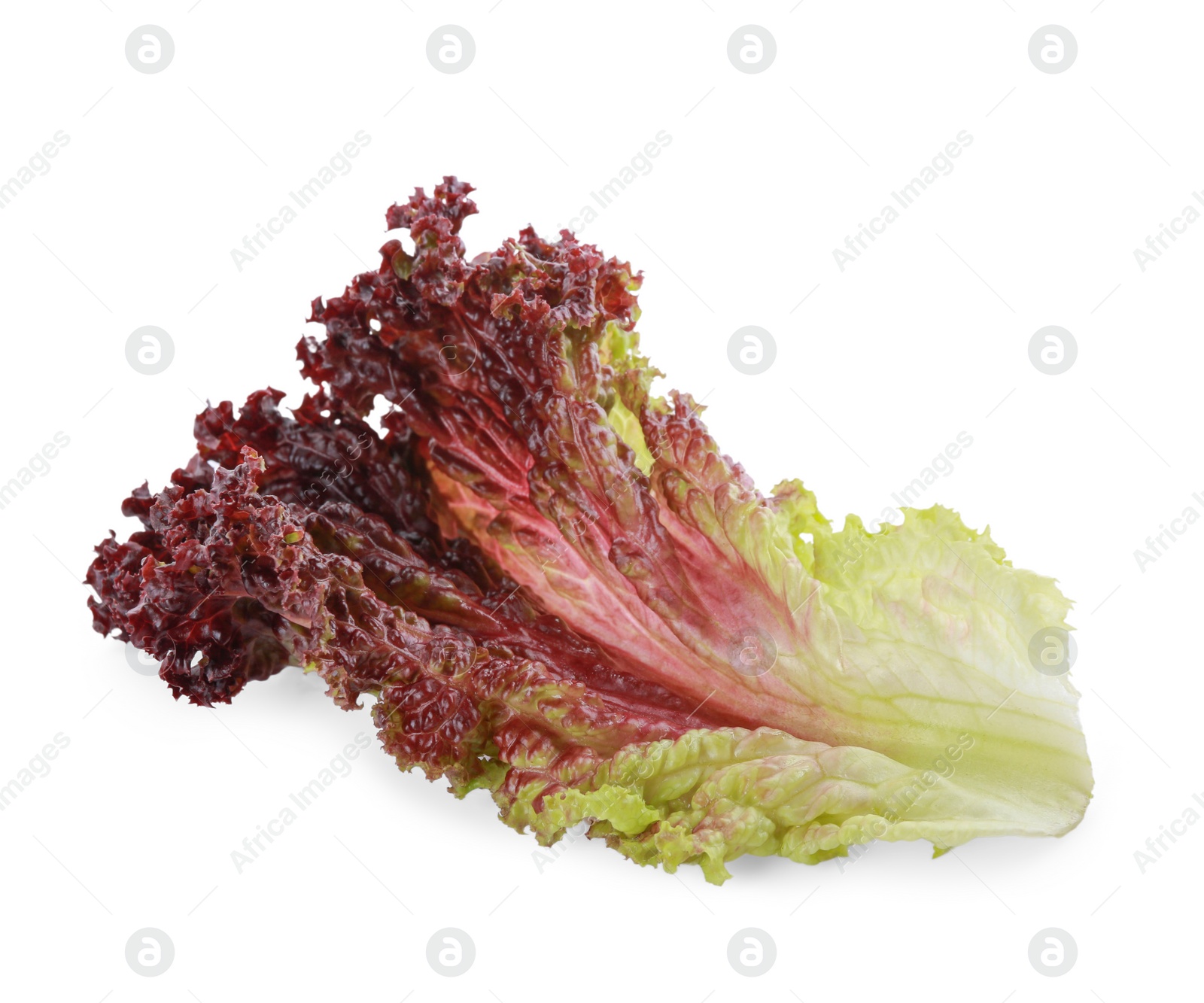 Photo of Leaf of fresh red coral lettuce isolated on white