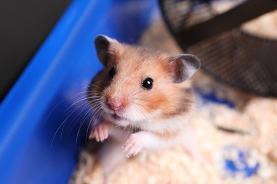 Photo of Cute little hamster in tray, closeup view