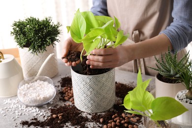 Woman transplanting Scindapsus into pot at table indoors, closeup. House plant care