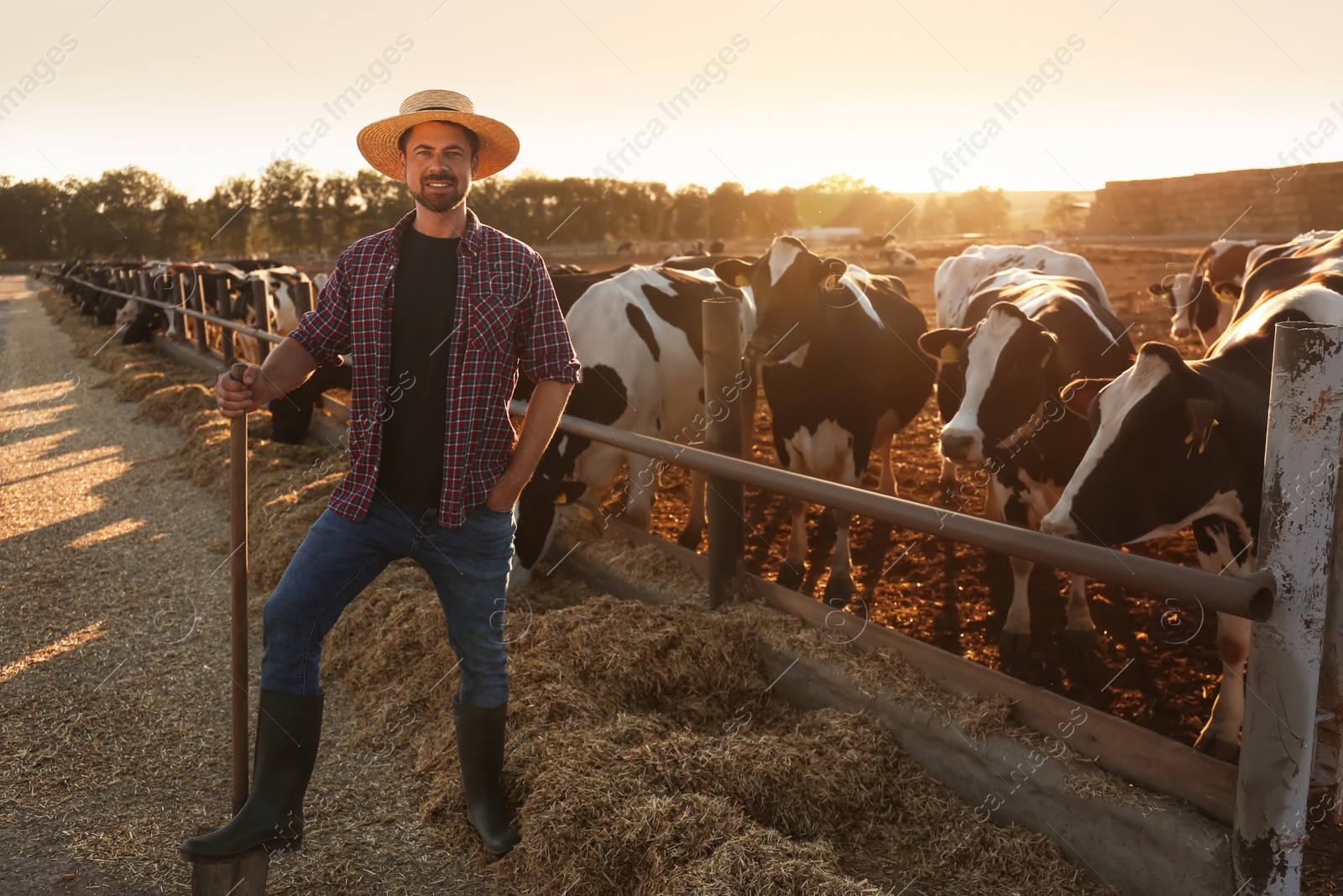 Photo of Worker with shovel near cow pen on farm. Animal husbandry