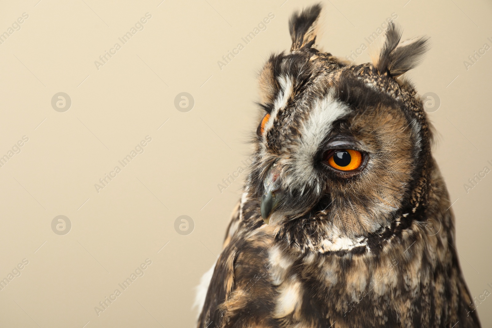 Photo of Beautiful eagle owl on beige background, space for text. Predatory bird