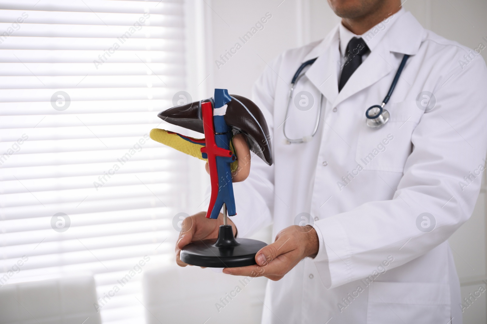 Photo of Doctor demonstrating model of liver in clinic, closeup