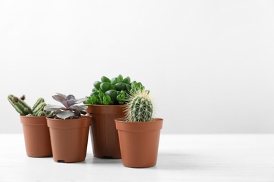 Photo of Beautiful succulent plants in pots on white table against light background, space for text. Home decor