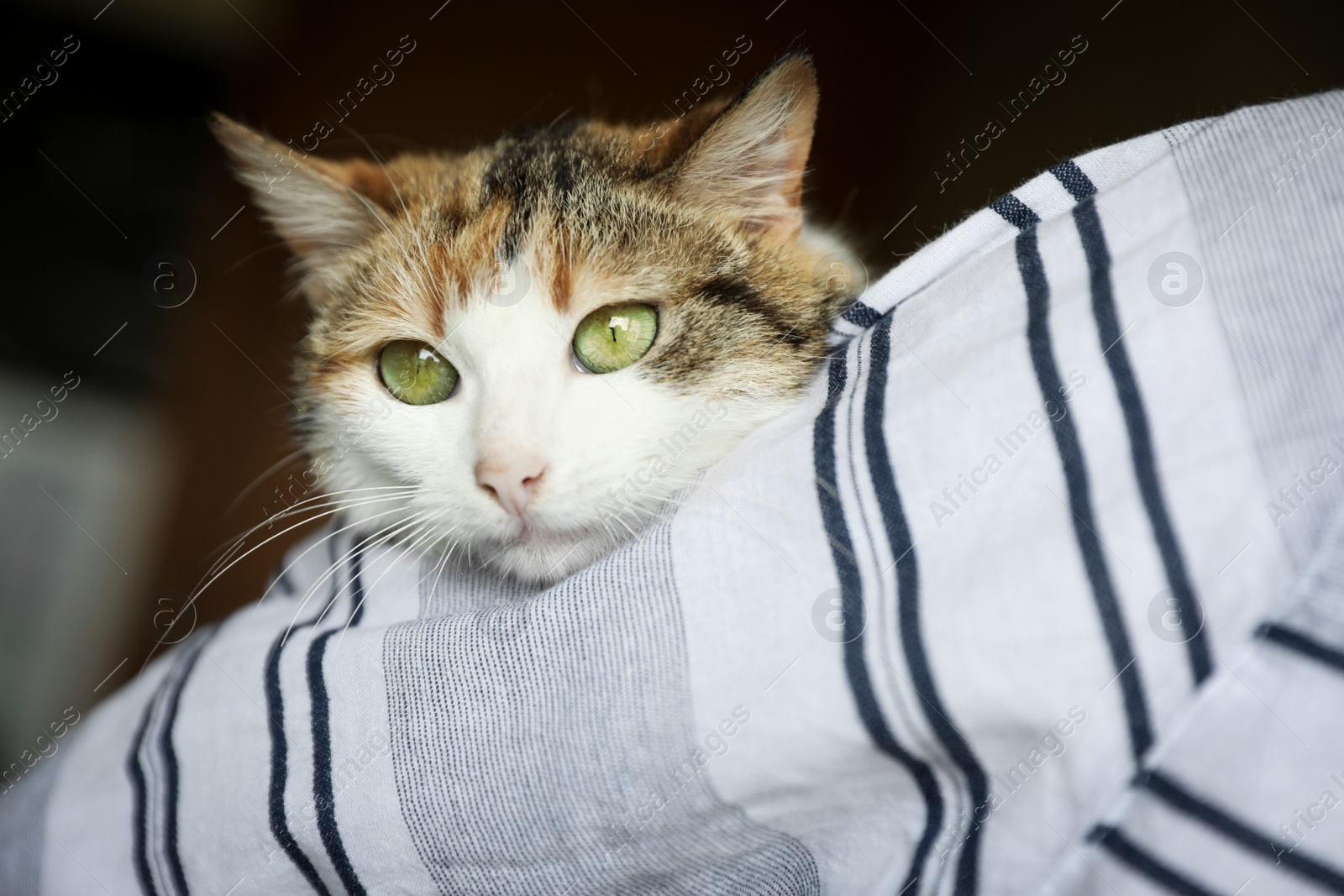 Photo of Woman holding homeless cat indoors. Concept of volunteering