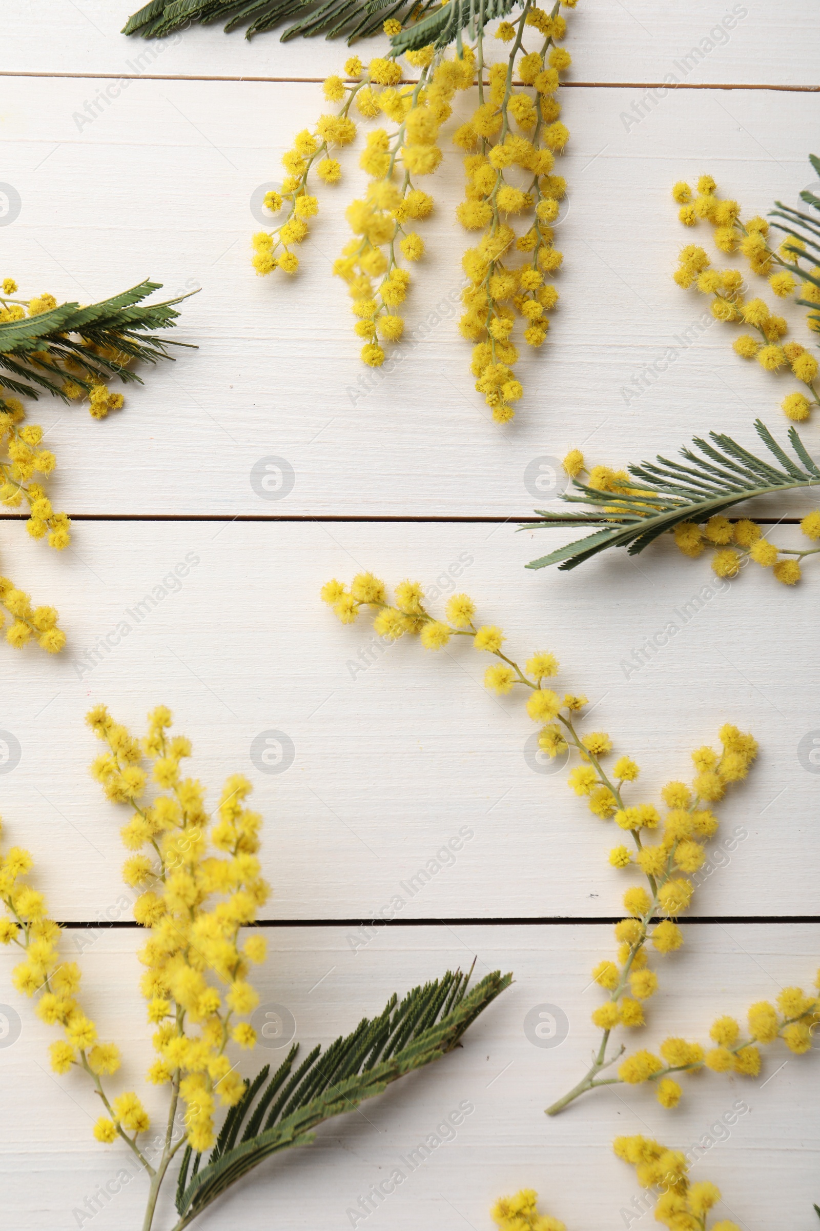 Photo of Beautiful mimosa flowers on white wooden table, flat lay